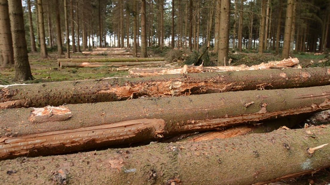 De kisten worden geproduceerd van hout uit noordelijke bossen.