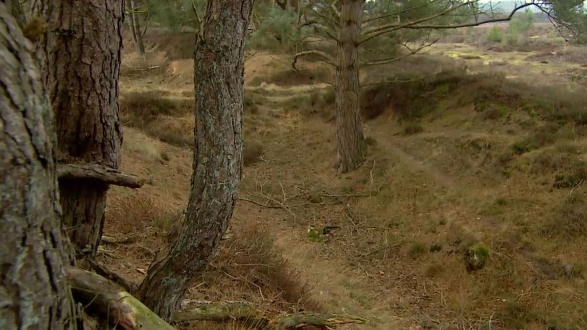 Op pad in de Drentse natuur: het Zuid Hijkerzand