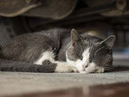 Dierenambulance waarschuwt voor gevaren katten onder de motorkap: 'Staart of poot gestript'