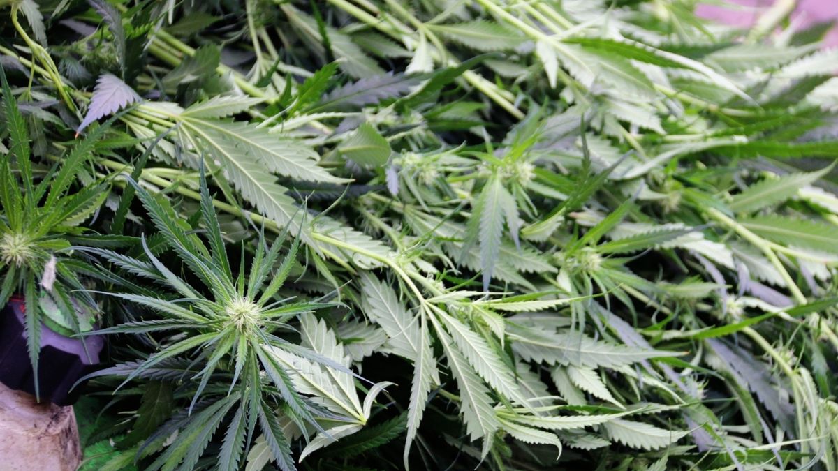 Twee Thoolse drugspanden gesloten op last van burgemeester