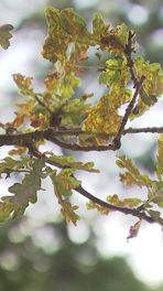 Natuur geraakt door fopherfst