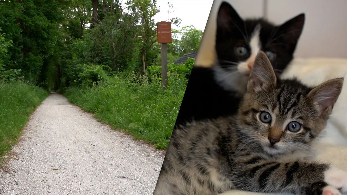 Zorgen over kattenprobleem in Joure: 