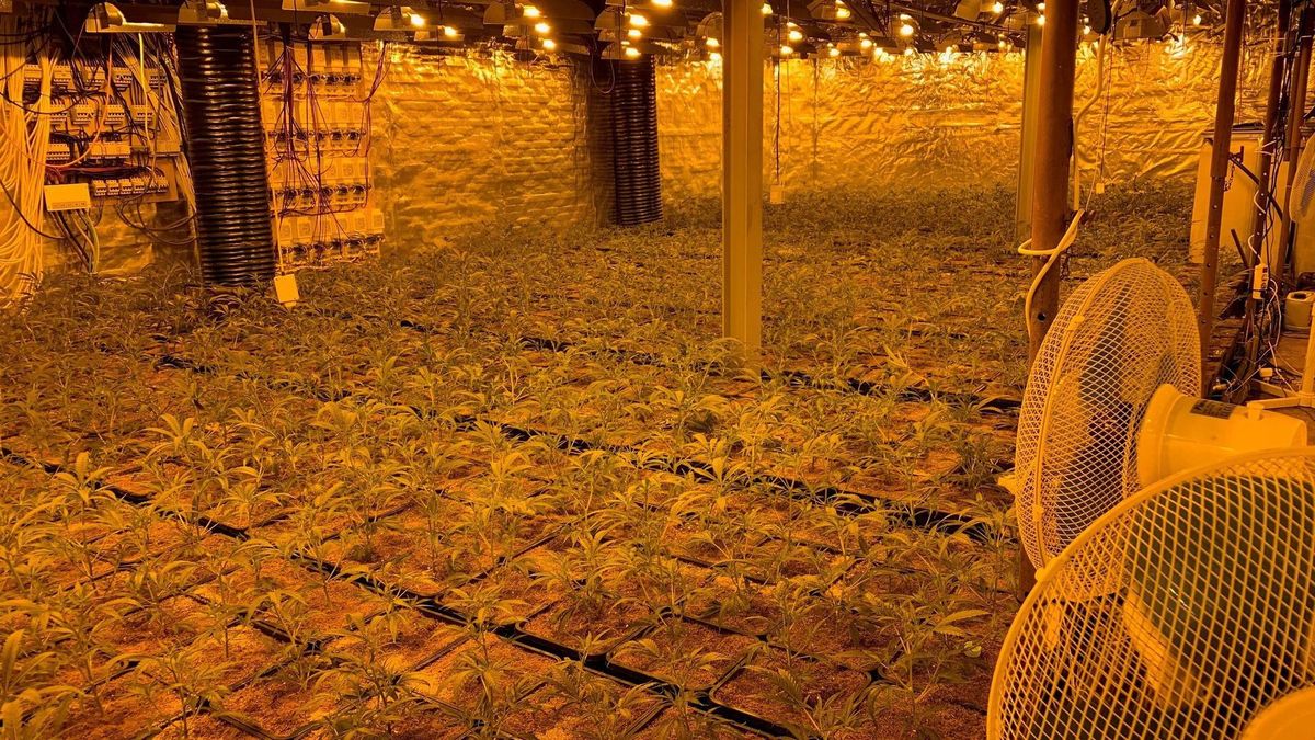 Hennepactie: moederplanten in boothuis Terherne, grote vangst in Harkema