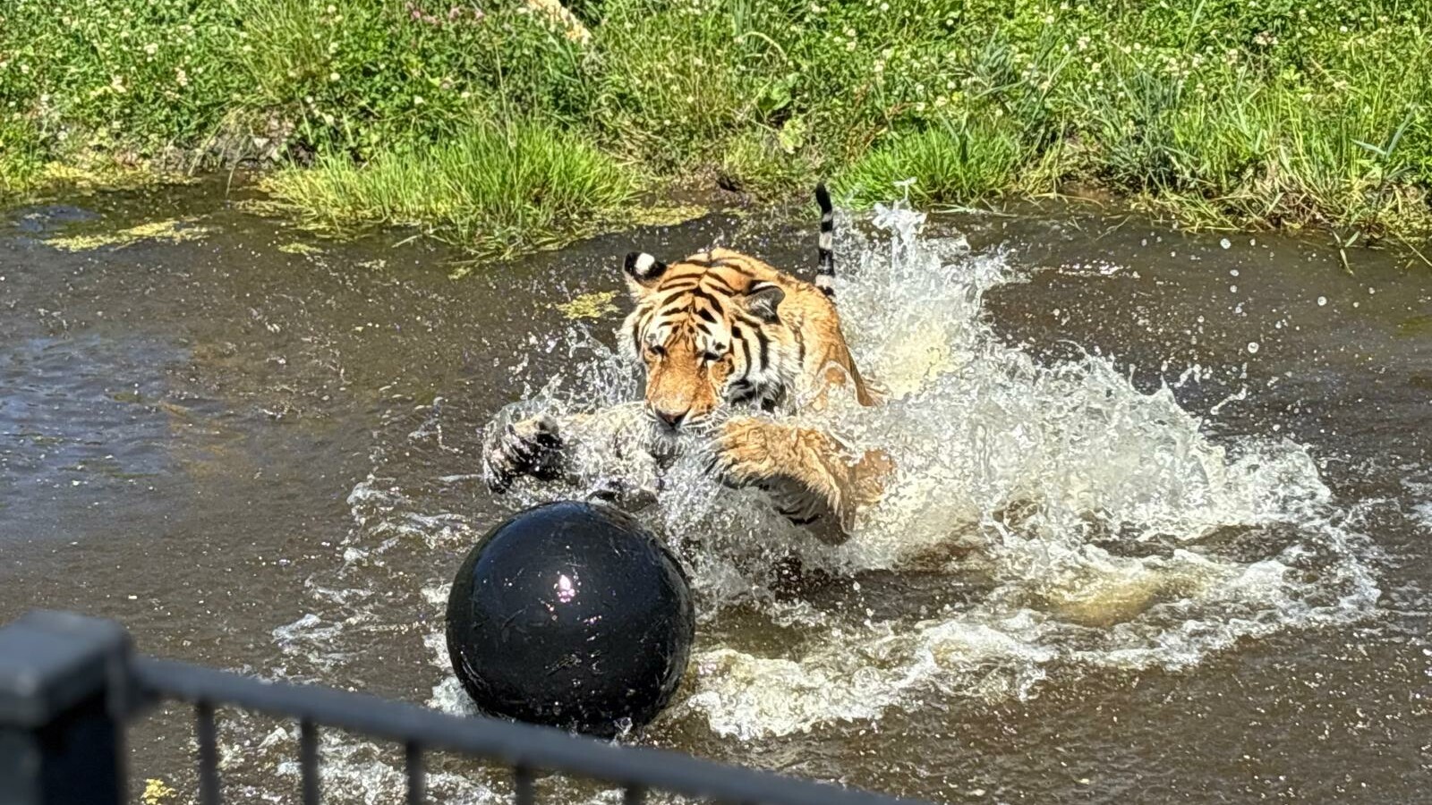 Een tijger neemt een verkoelende duik in het water