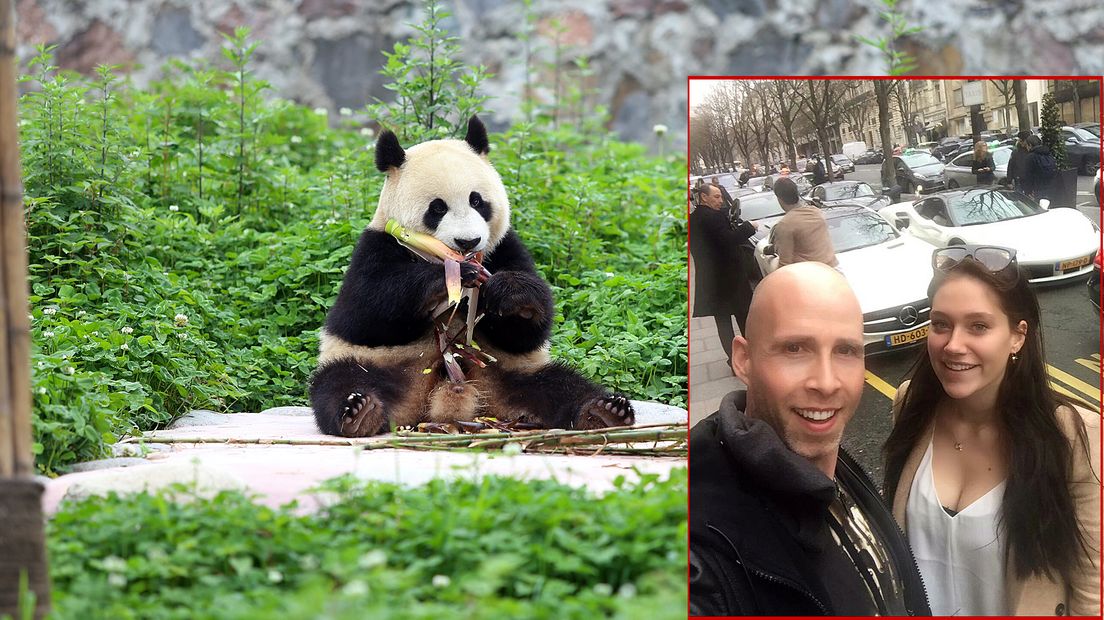 Pandamannetje Xing Ya in China. Inzet: Sergio en Kim.