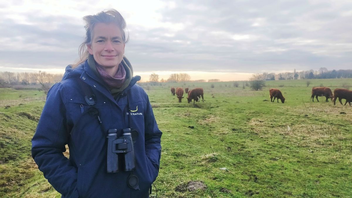 Zeeuws onderzoek: laat runderen, paarden en wisenten samen grazen