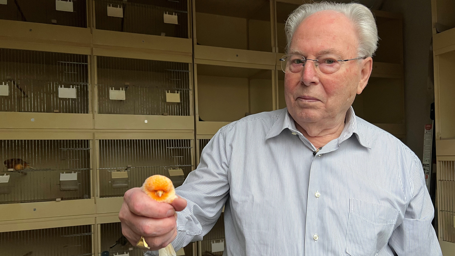 Kanariekweker Ton (80) stopt, jongeren laten vogels links liggen: 'Met hun computerschermpjes'