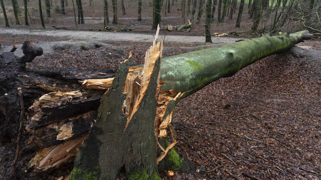 Schade in het bos van landgoed Mariëndaal als gevolg van storm Eunice en Franklin in februari 2022.