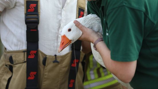 Brandweer voor de tweede keer in week tijd op ganzenjacht
