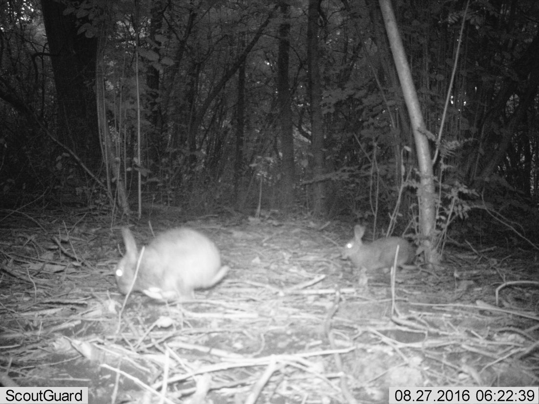 konijnen-nacht met wildcamera