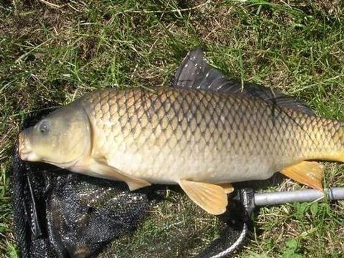 2010karper.cropresize.tmp.jpg