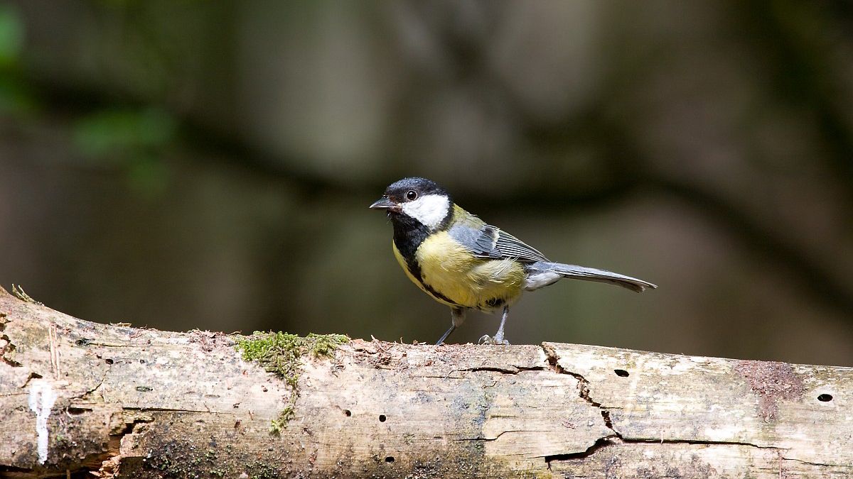 Vogels geduchte aanvallers van eikenprocessierups