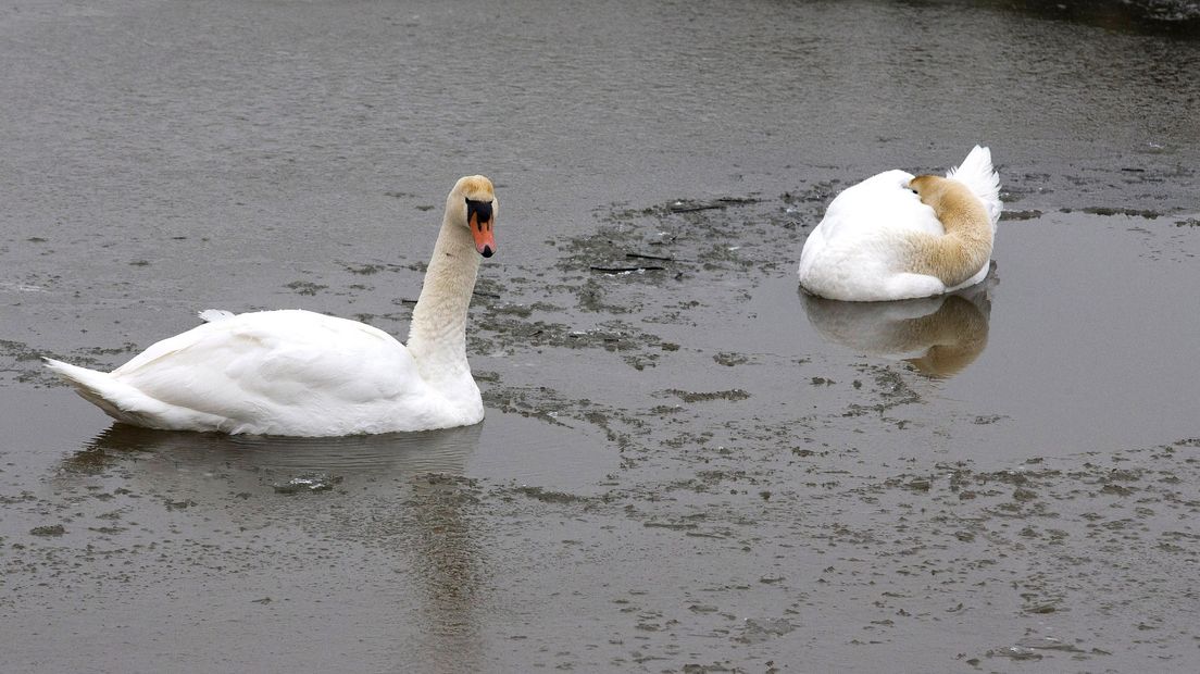 Twee zwanen op archiefbeeld