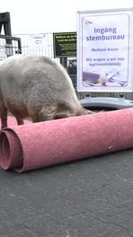 Stemmen tussen de varkens