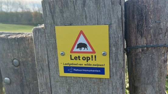 Waarschuwingsbordjes tegen wilde zwijnen op de Kollenberg: 'Dieren houden zich niet aan beperkingen' Nieuws