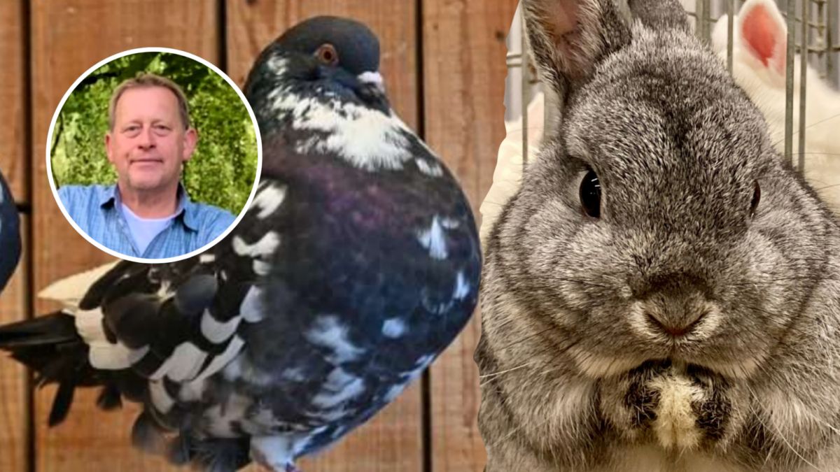 Konijnen en duiven bewonderen in showroom van autobedrijf in Hengelo