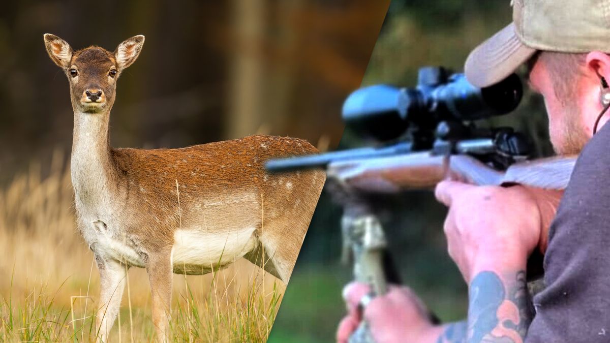 Ruim 200 damherten doodgeschoten in de omgeving van Oranjewoud