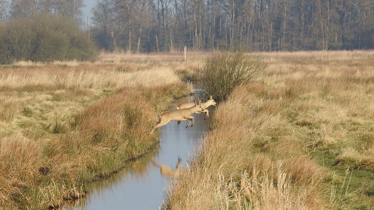 Streep door zevende editie Drentse scheurkalender 'Niet te bolwerken