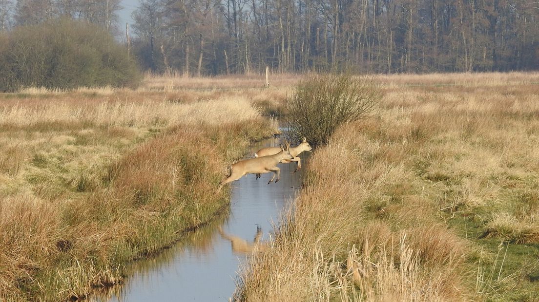 Reeen springen over sloot