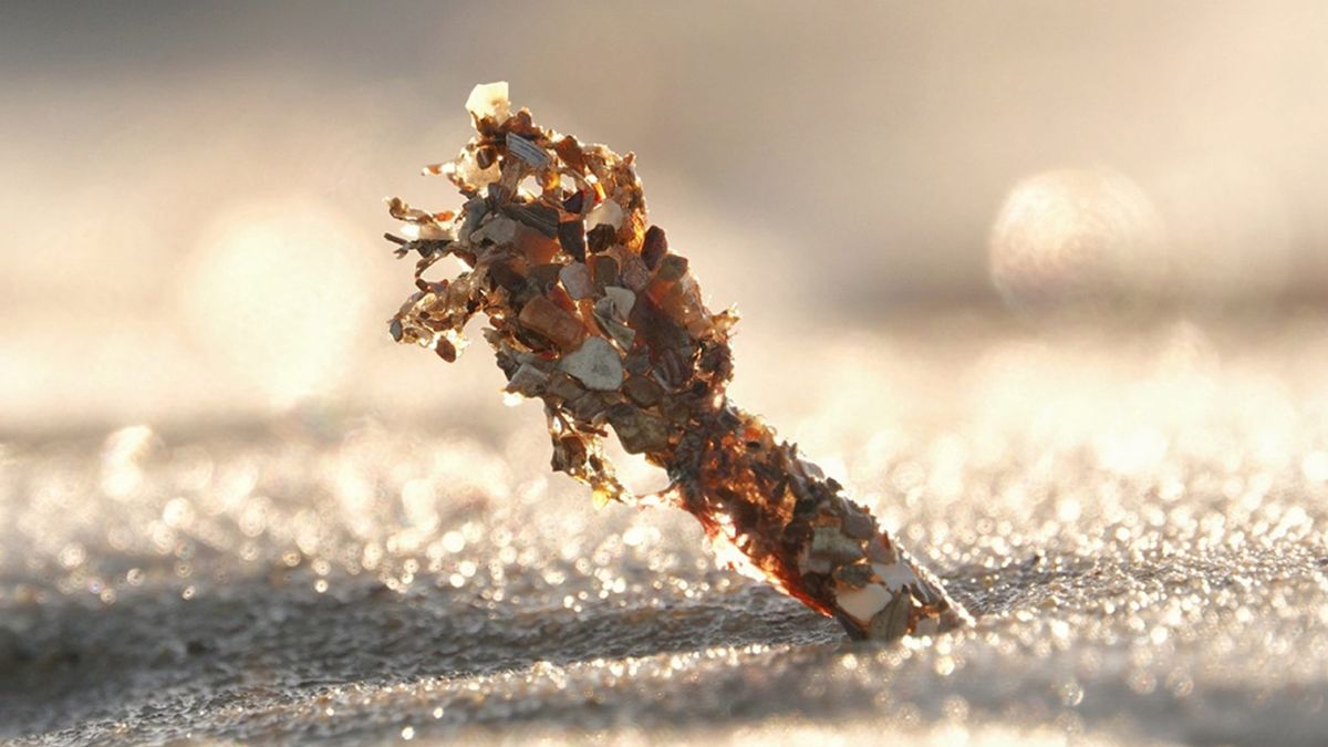 Klein wormpje blijkt onverwachte bondgenoot tegen kustafslag