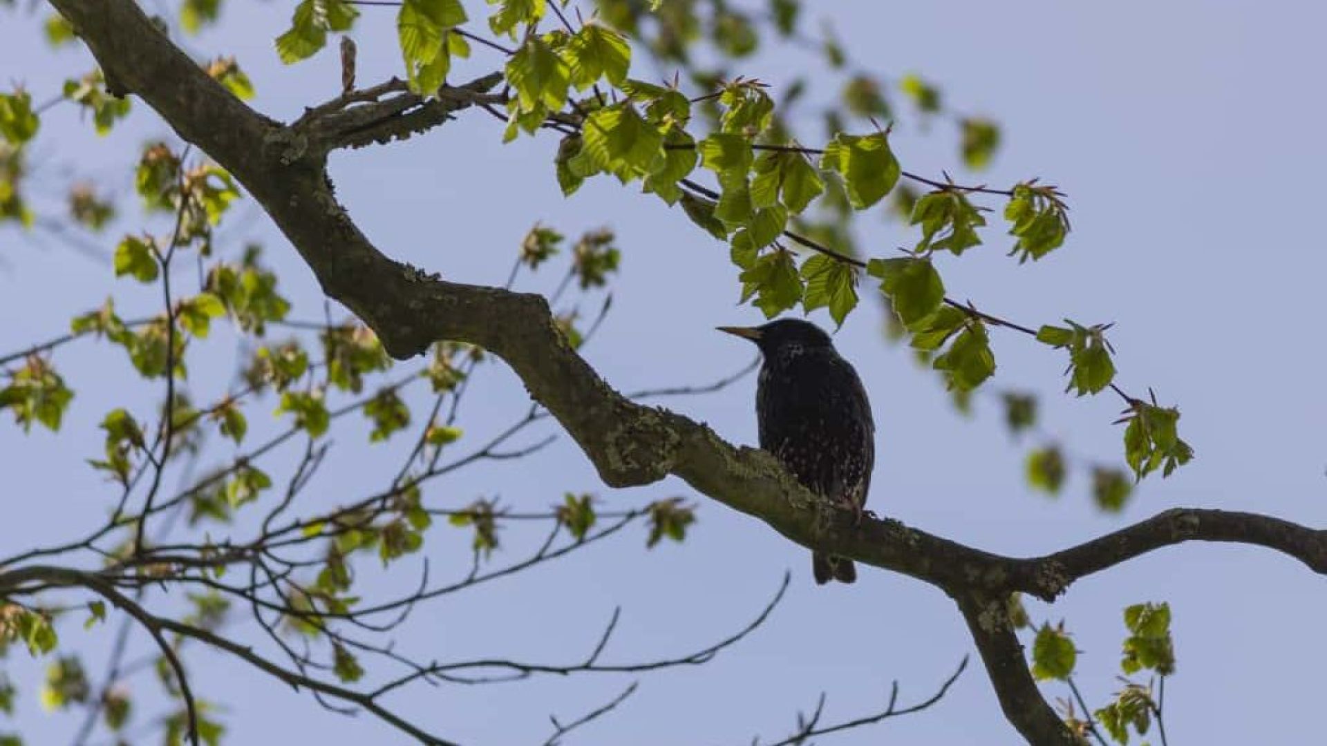 Derde ronde van ‘Elke Berkellander een boom’ van start.