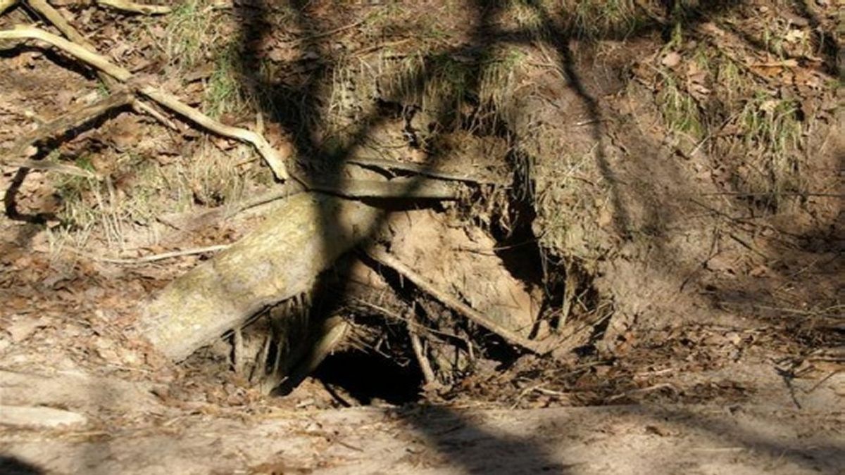 Motorcrossers rijden weer over dassenburcht