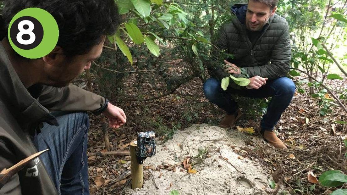 Wildcamera's filmen levende zoogdieren in tuinen.