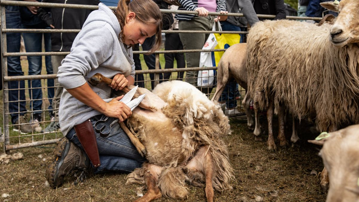 Schapen uit hun winterjas geholpen in Lage Vuursche