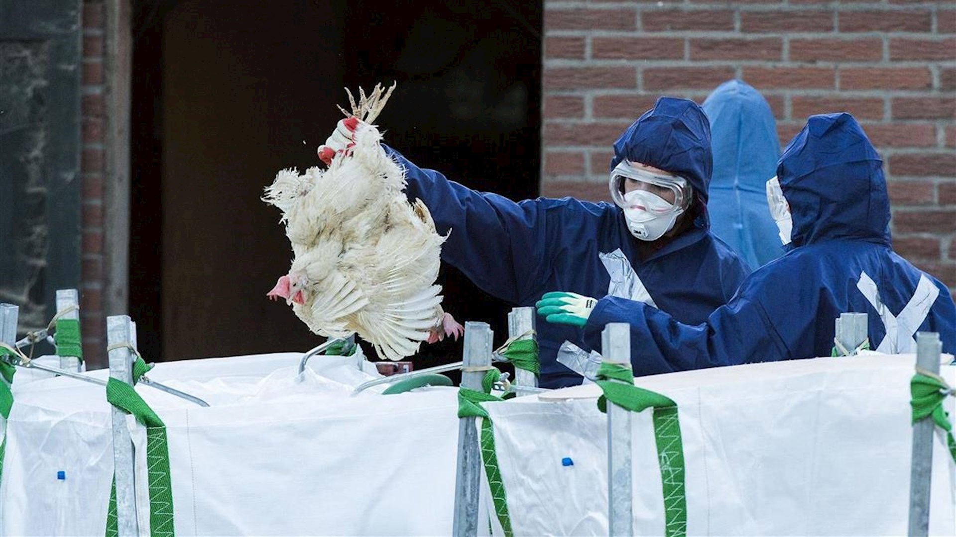 Maatregelen Vogelgriep Aangescherpt: Ophokplicht En Verbod Op ...