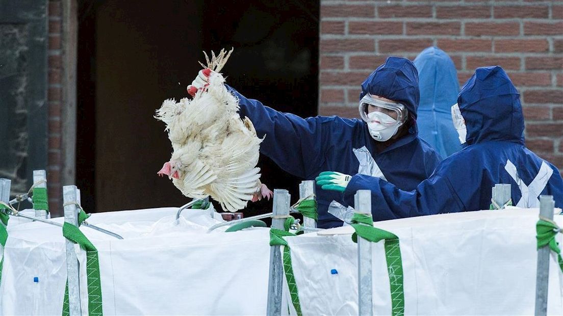 Dode vogels worden geruimd naar aanleiding van vogelgriep