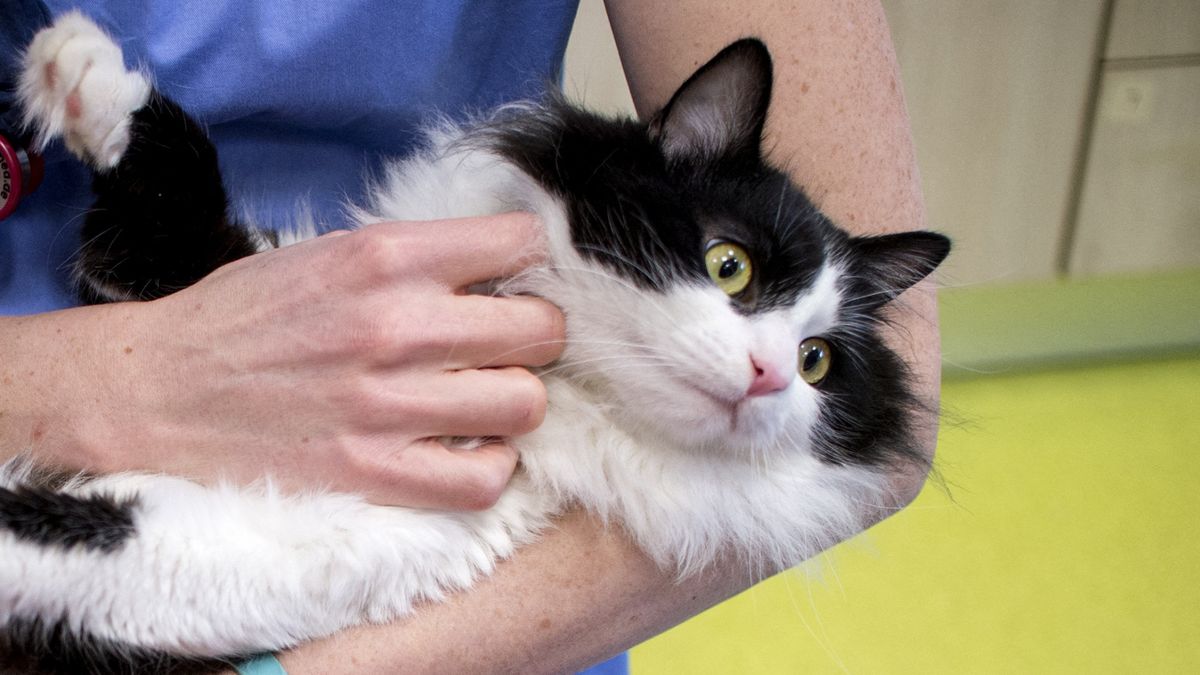 Kat in auto ingeslapen na brand bij kliniek: 'Ontzettend verdrietig'