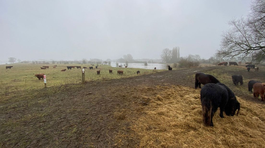 Het water nadert de dieren