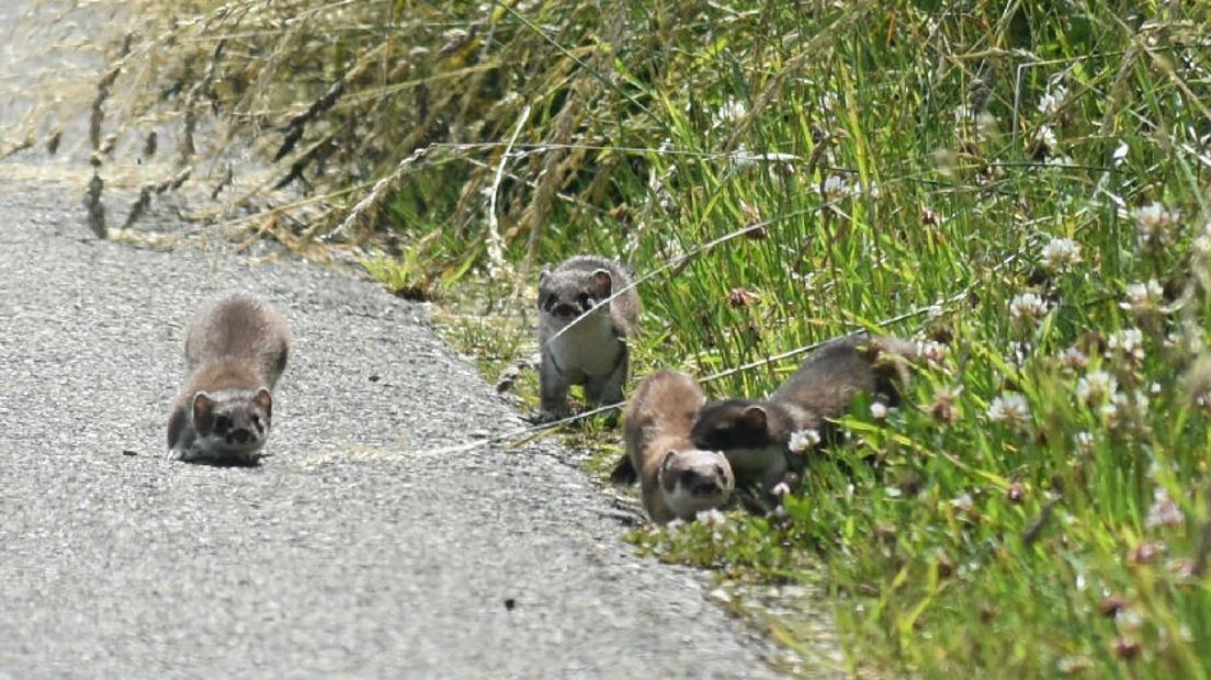 Spelende hermelijnen bij het Zuidlaardermeer (Rechten: Normen Vink)