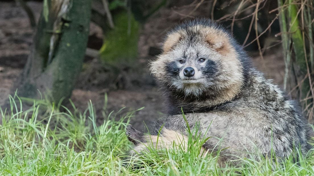 Er zijn ongeveer tien dode wasbeerhonden gevonden in Drenthe (Rechten: Pixabay.com)