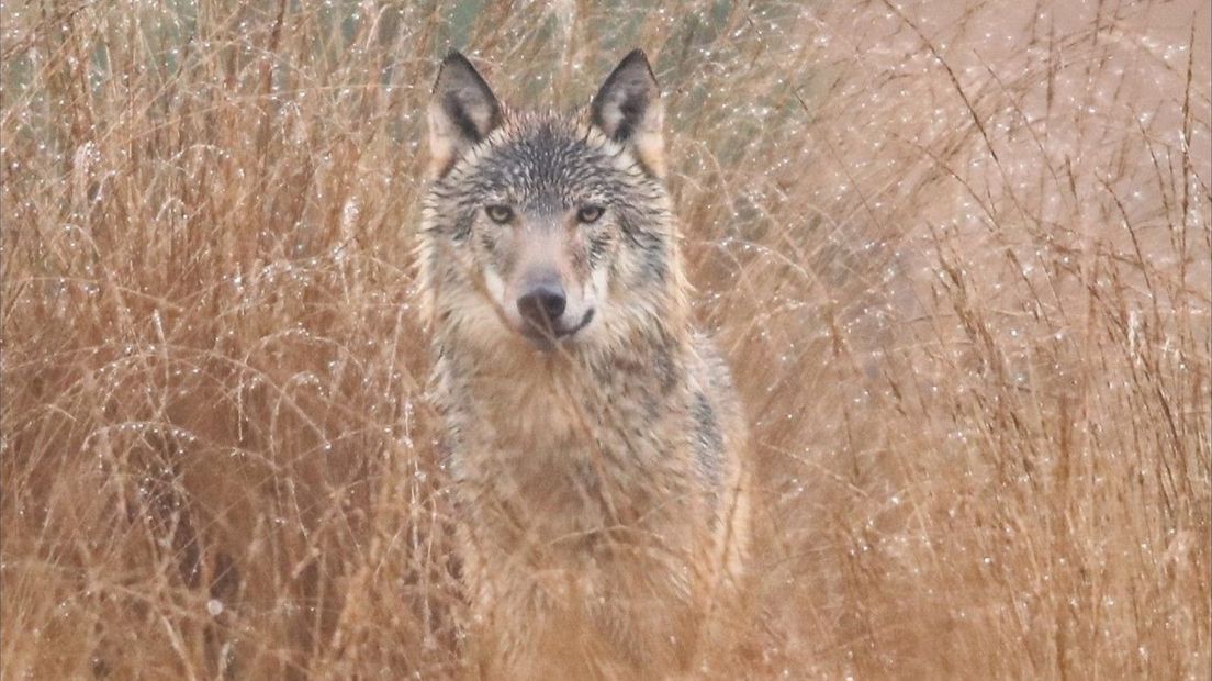 Een wolf in Gelderland