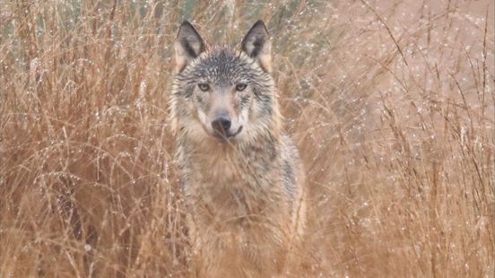 Foto: Gesteggel over wolf lijkt voorbij