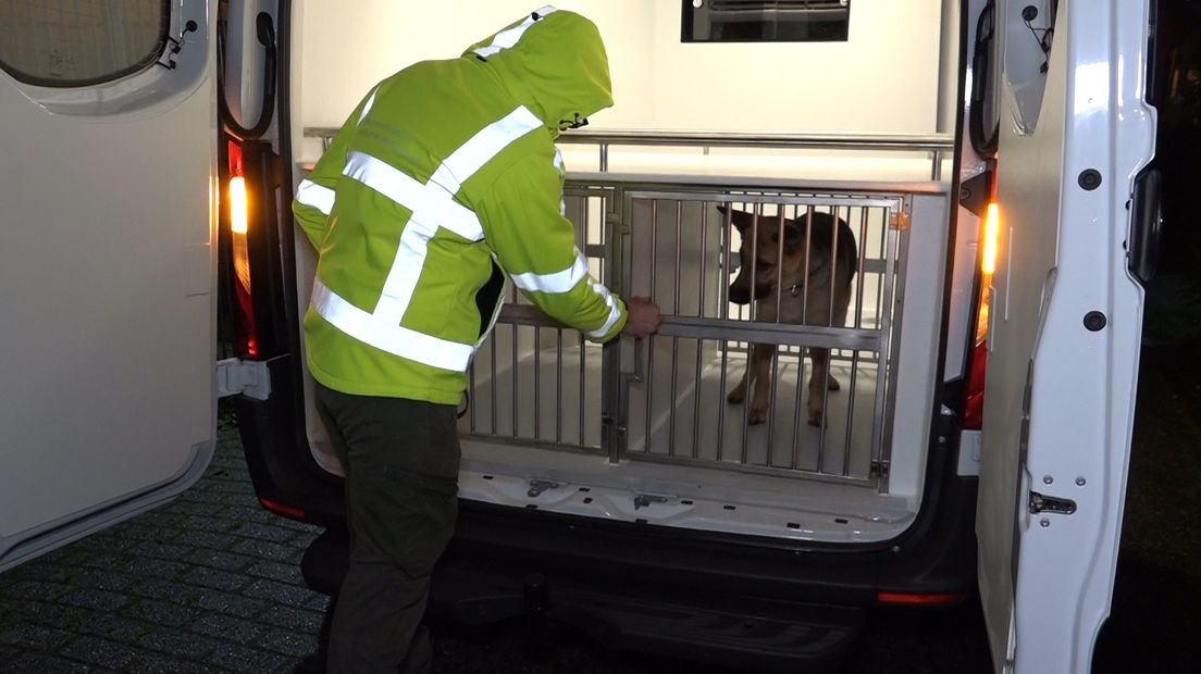 Kerstborrels zijn feestelijk, maar met een grote verrassing worden ze pas echt bijzonder. De medewerkers van Dierentehuis Arnhem werden vrijdagmiddag verrast met een splinternieuwe dierenambulance. En dat was hard nodig, want de oude bolide viel van ellende haast uit elkaar.