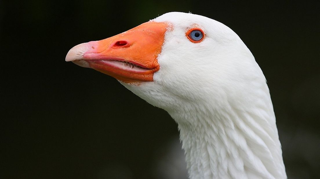 Een gans (archieffoto)