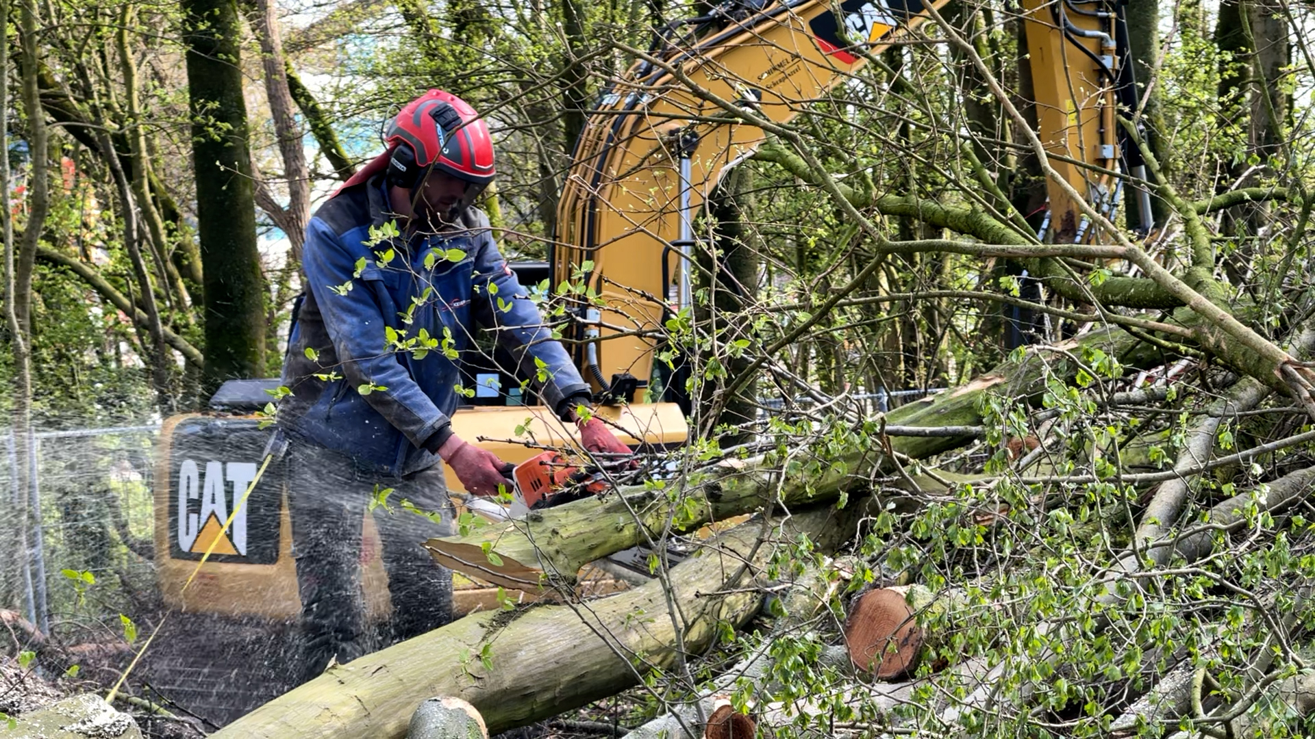 Iepen, eiken, essen en acaciabomen gekapt voor veilig drinkwater: 'Minder groen is altijd jammer'
