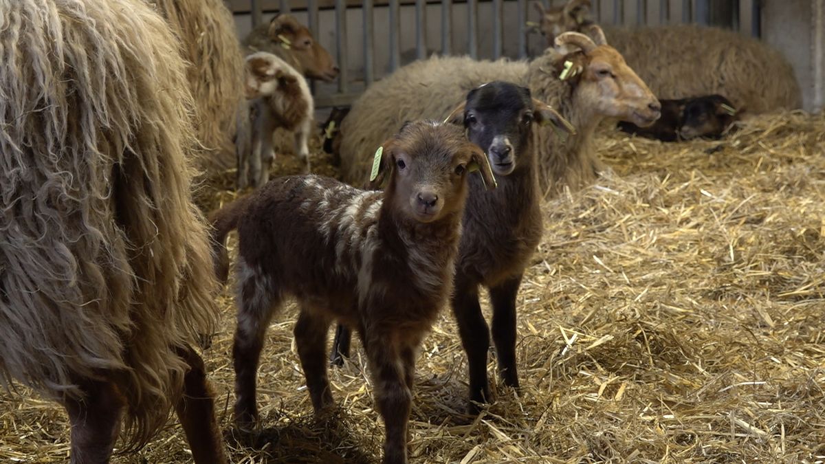 Blauwtongvirus blijft rondgaan ondanks vaccinatie, dierenartsen verwachten minder sterfte