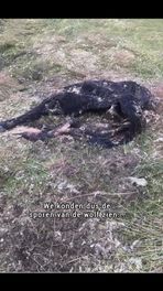 Wolf houdt huis onder runderen