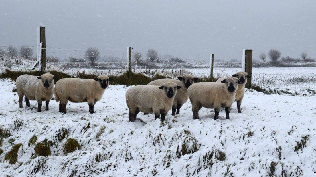 Schapen in de sneeuw in de Zak van Zuid-Beveland