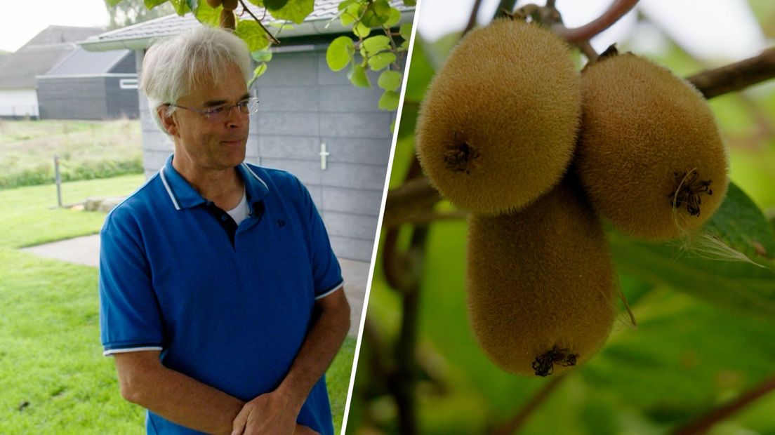 Hobbyboer Marcel Joosten van Fruitlent heeft al jaren kiwi's in zijn eigen tuin.
