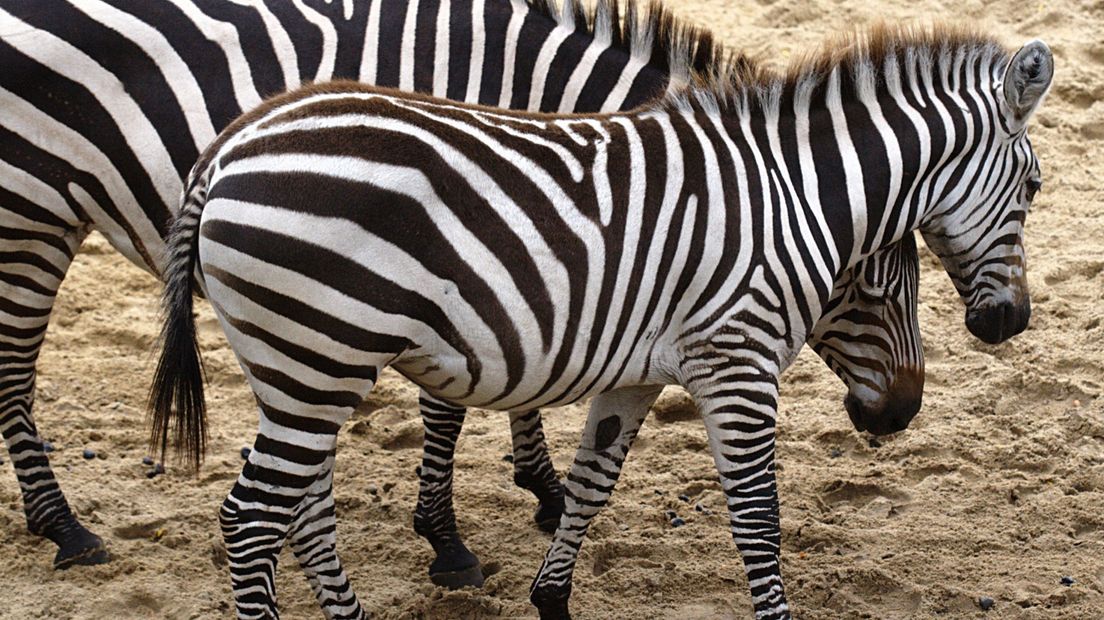 Enkele zebra's in Dierenpark Emmen