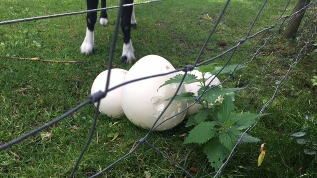 Wat zijn die gekke grote witte ballen in de wei?