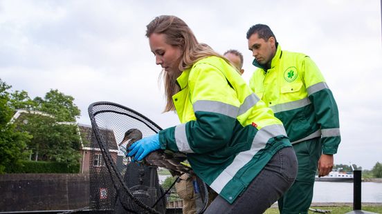 112 Nieuws: Brandweer redt eend uit Zwolse sluis | Fietser gewond bij aanrijding in Zwolle. 112 Nieuws: Brandweer redt eend uit Zwolse sluis | Fietser gewond bij aanrijding in Zwolle.
