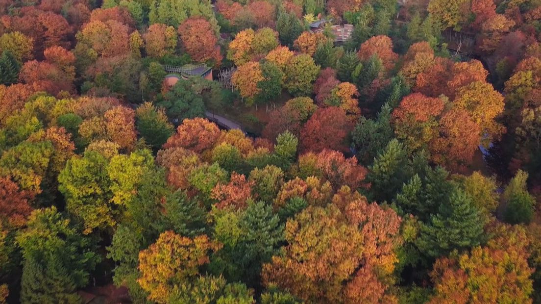 Herfst op de Veluwe