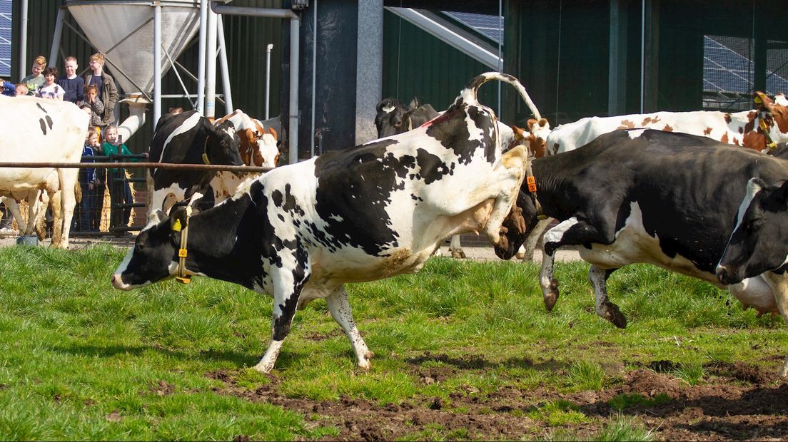 Koeien voor de eerste keer naar buiten