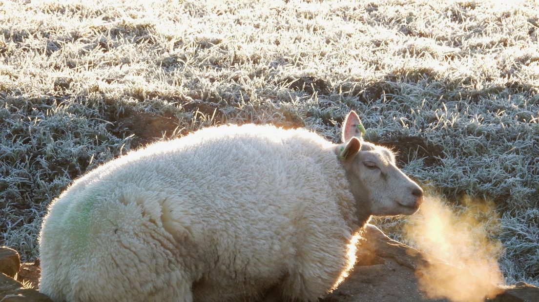 Een schaap ligt in een weiland vol rijp.