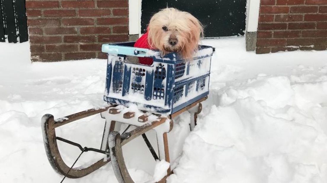 Ook hondjes kunnen sleeën